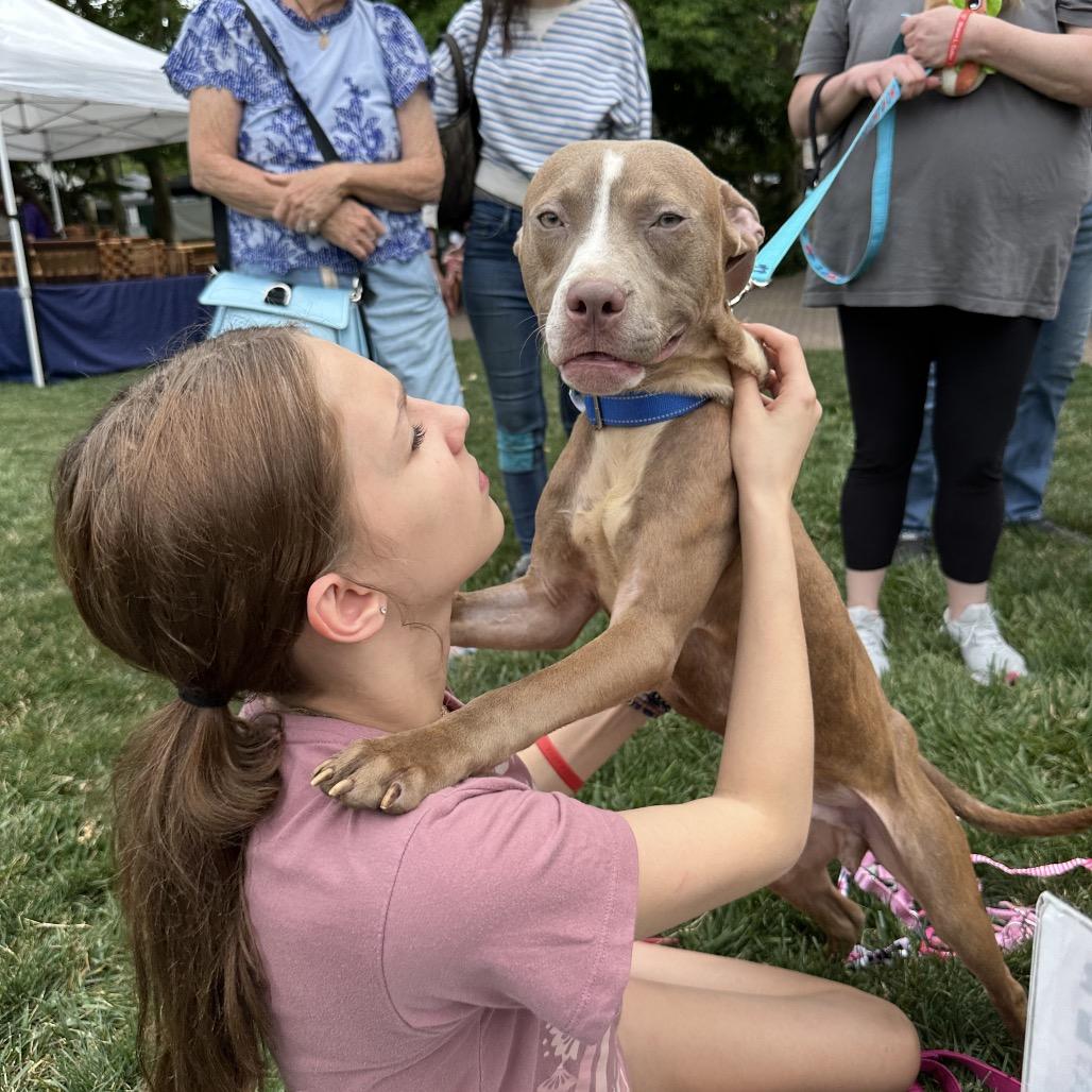 Enlarge Archer, a Adoptable Pit Bull Terrier in West Chester, PA image 2/6