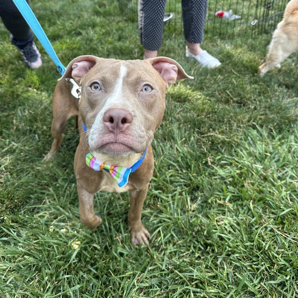 Enlarge Archer, a Adoptable Pit Bull Terrier in West Chester, PA image 3/6