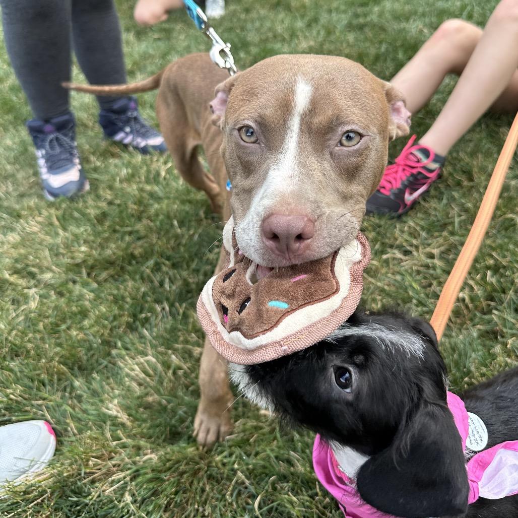 Enlarge Archer, a Adoptable Pit Bull Terrier in West Chester, PA image 4/6