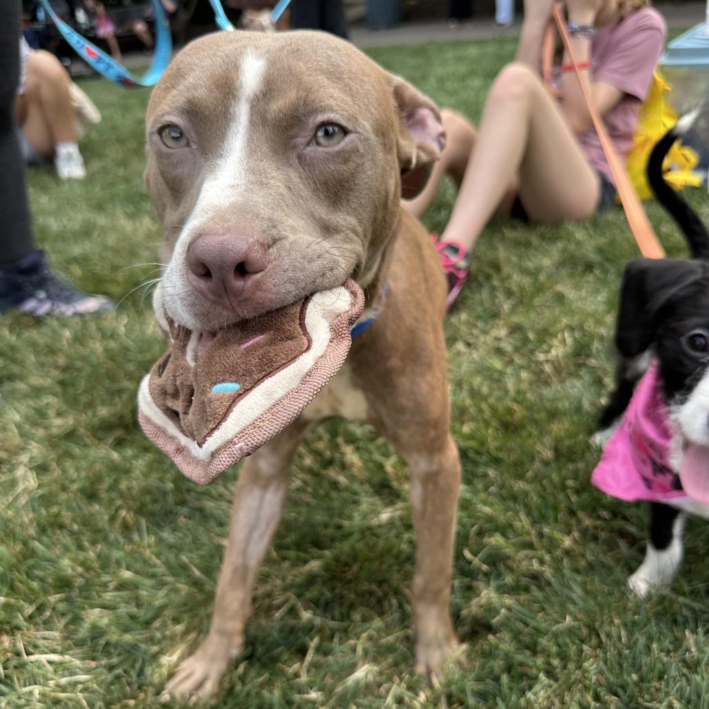 Enlarge Archer, a Adoptable Pit Bull Terrier in West Chester, PA image 5/6