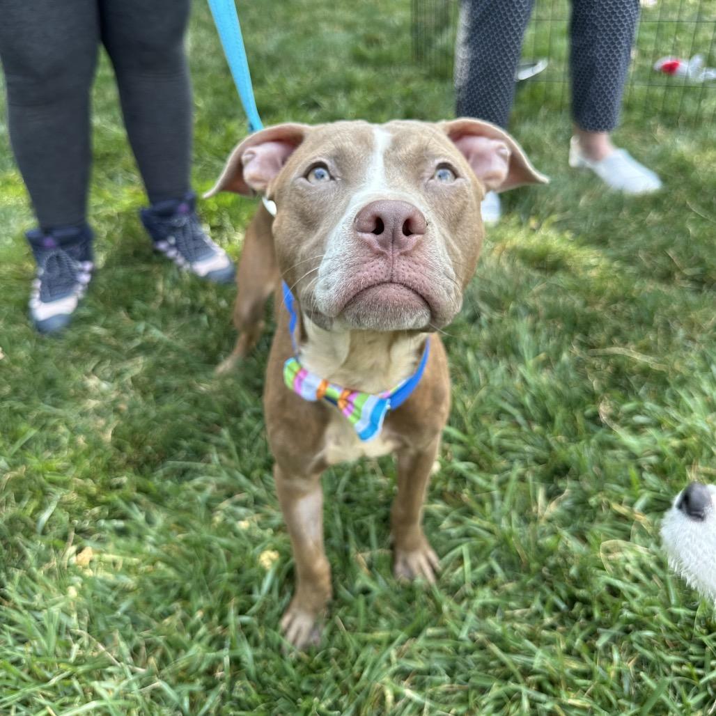 Enlarge Archer, a Adoptable Pit Bull Terrier in West Chester, PA image 6/6