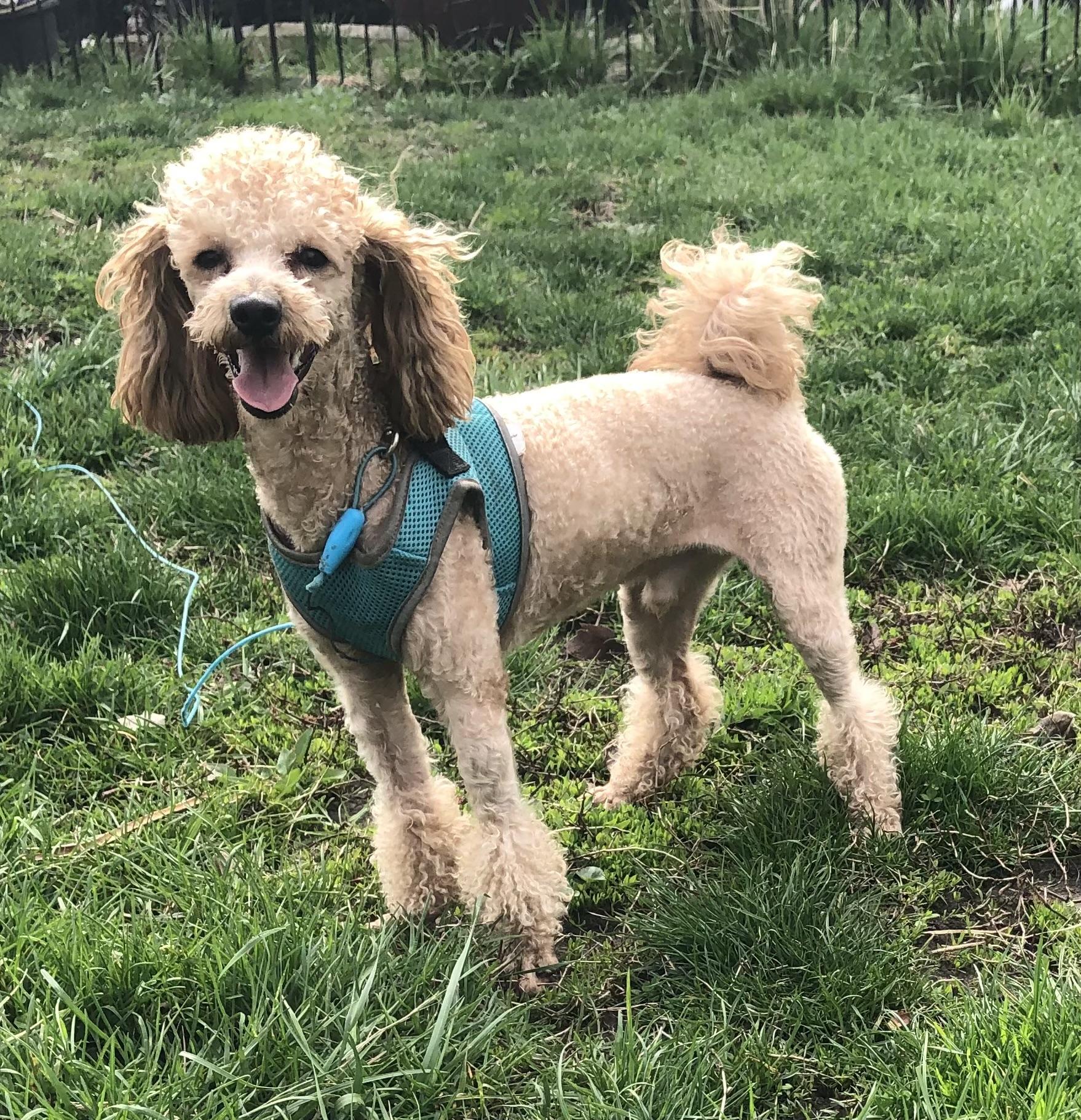 Enlarge Cyril , an adoption pending Poodle in Barrington Hills, IL image 1/1