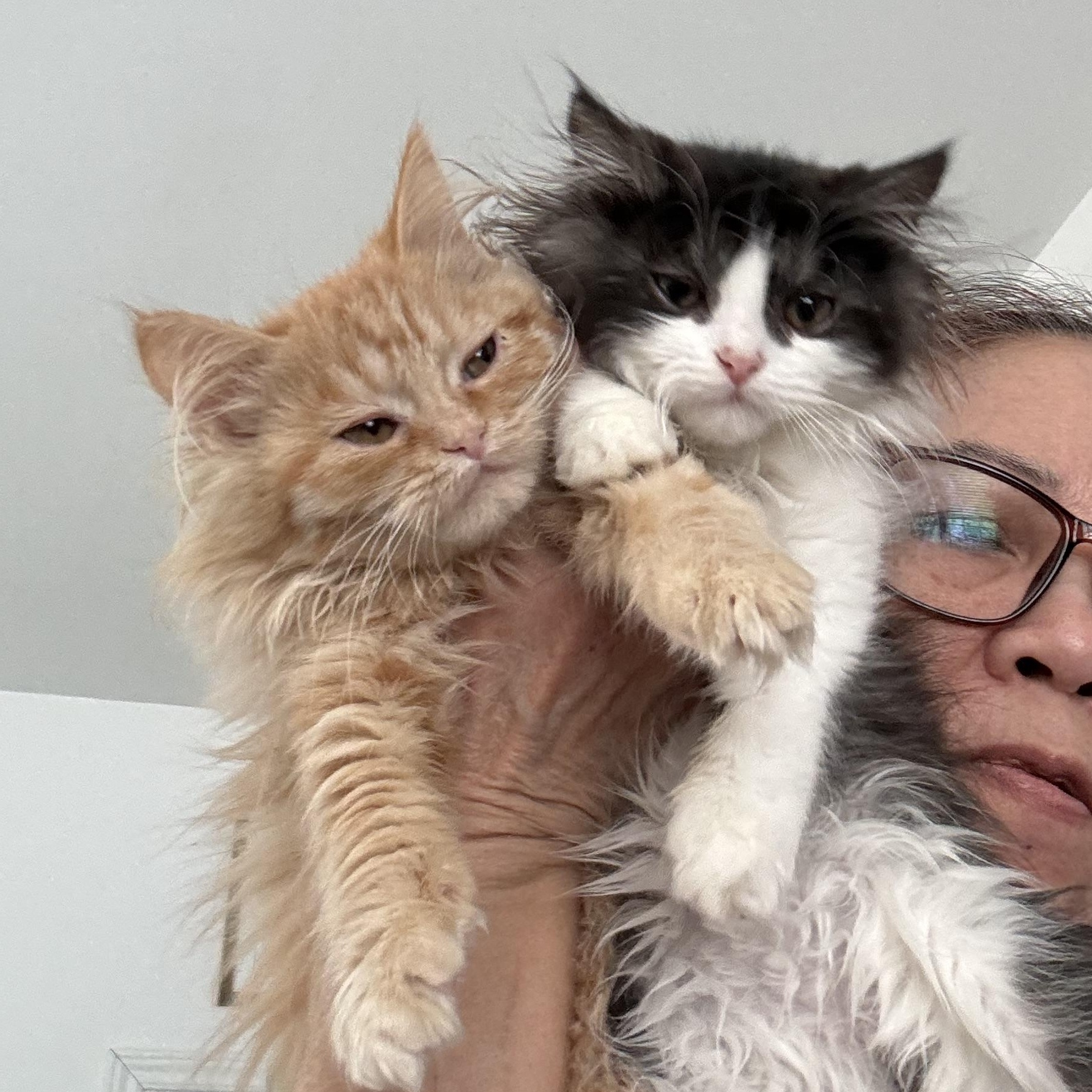 Enlarge Apricot & Panda- Jessica Piatek, an adopted mixed breed in Brampton, ON image 6/6