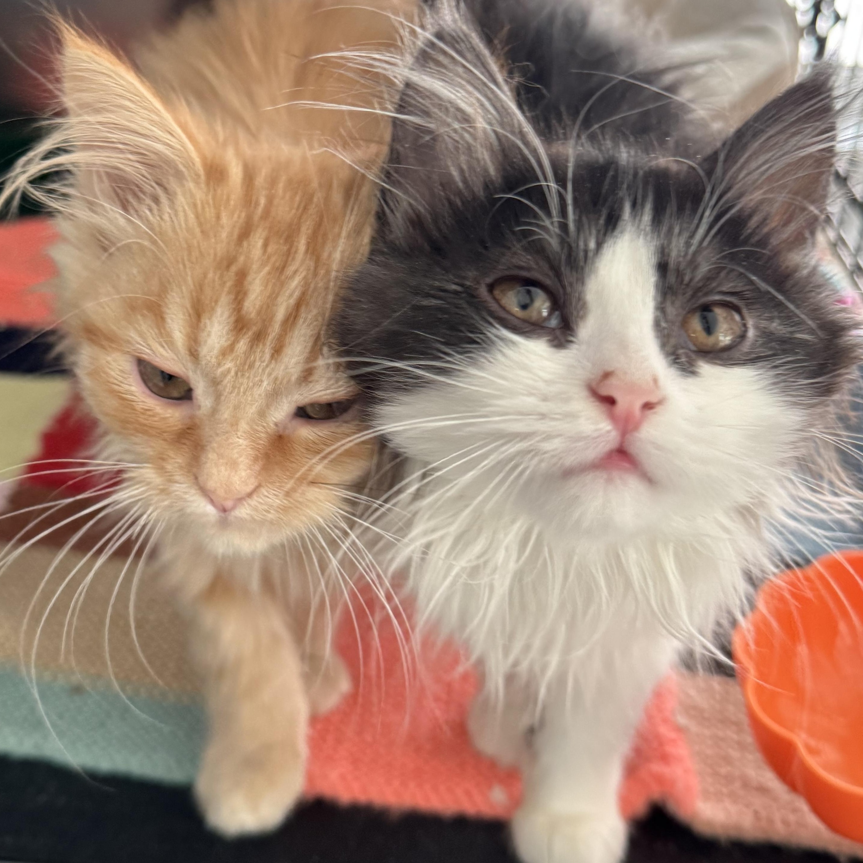 Enlarge Apricot & Panda- Jessica Piatek, an adopted mixed breed in Brampton, ON image 1/6