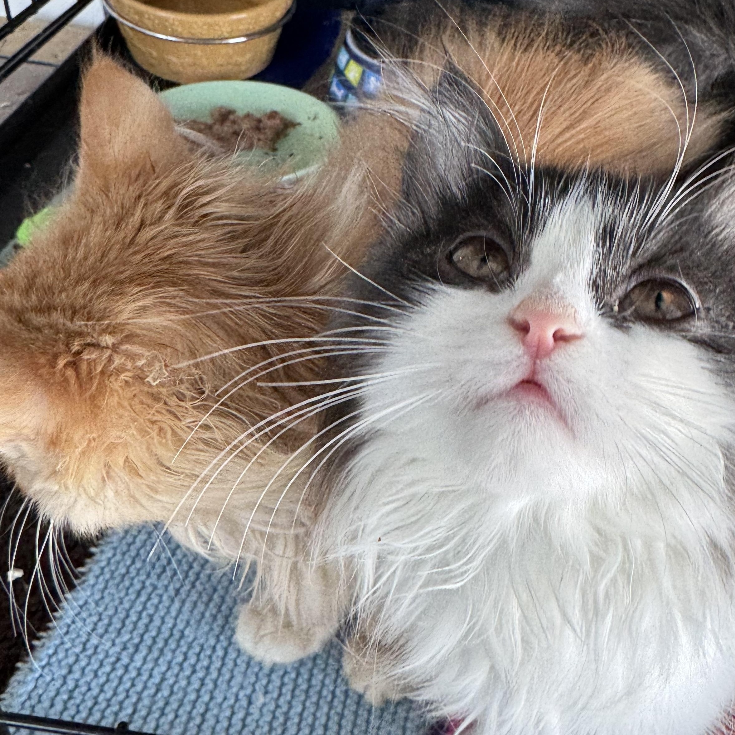 Enlarge Apricot & Panda- Jessica Piatek, an adopted mixed breed in Brampton, ON image 5/6