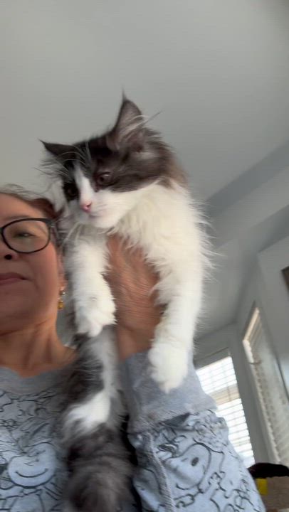 Enlarge Apricot & Panda- Jessica Piatek, an adopted mixed breed in Brampton, ON video 2/6