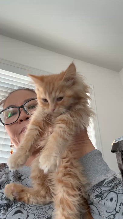 Enlarge Apricot & Panda- Jessica Piatek, an adopted mixed breed in Brampton, ON video 3/6