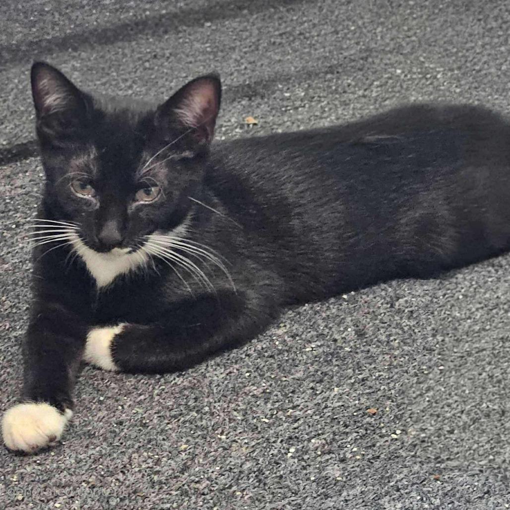 Enlarge Tyson Beckford, a Adoptable Domestic Short Hair in Plainfield, IL image 1/3
