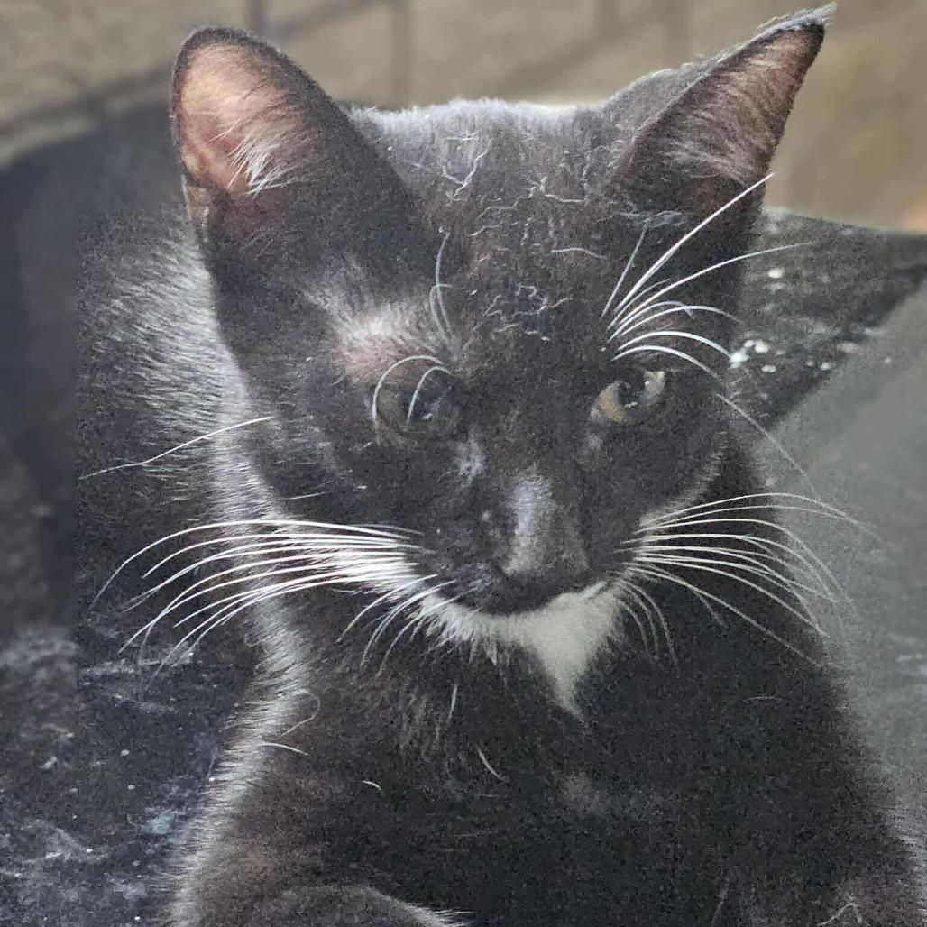 Enlarge Tyson Beckford, a Adoptable Domestic Short Hair in Plainfield, IL image 2/3