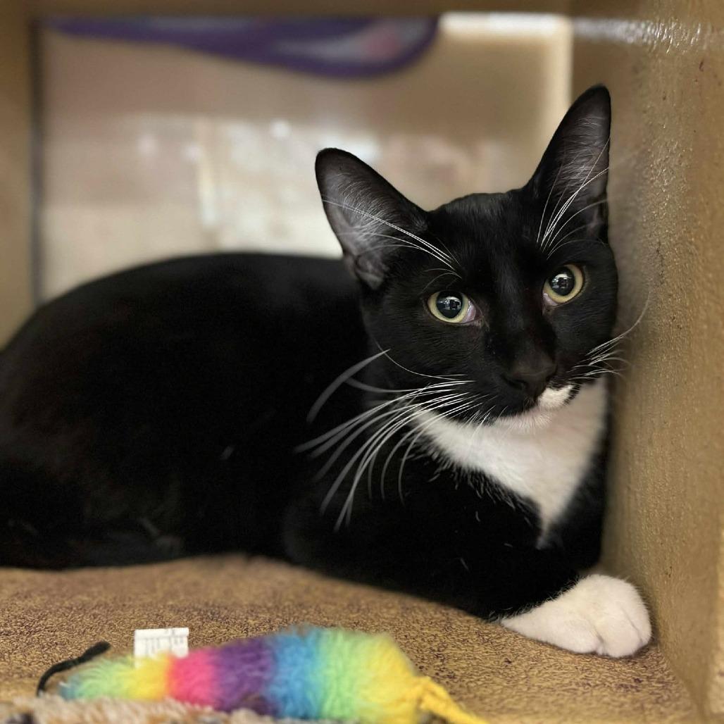 Enlarge Tyson Beckford, a Adoptable Domestic Short Hair in Plainfield, IL image 3/4