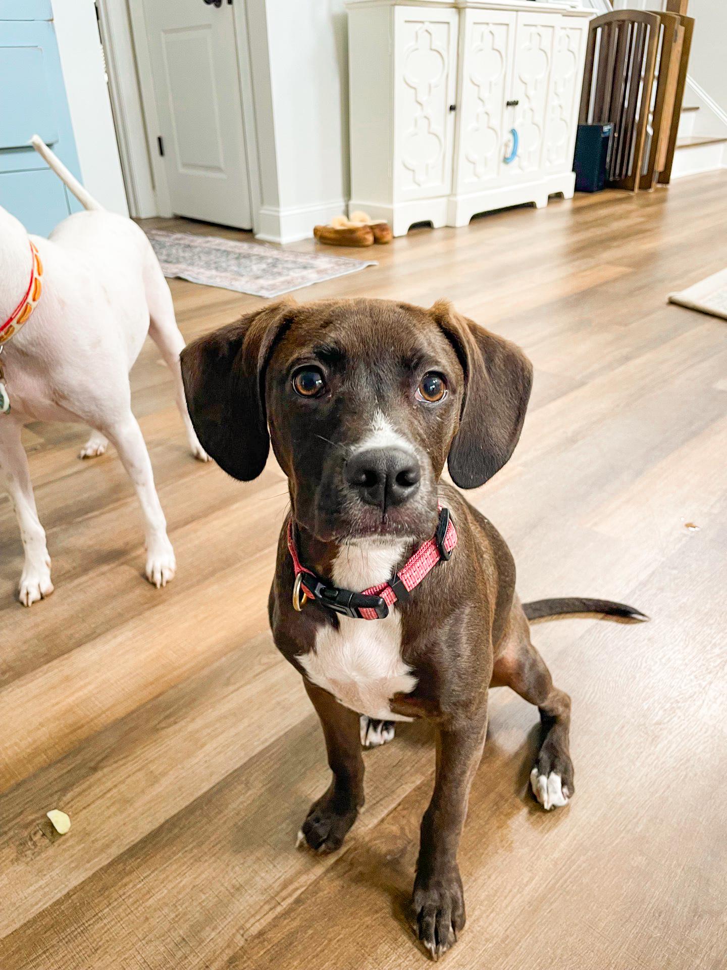 Waffle, ADOPTABLE, Puppy Female Hound.