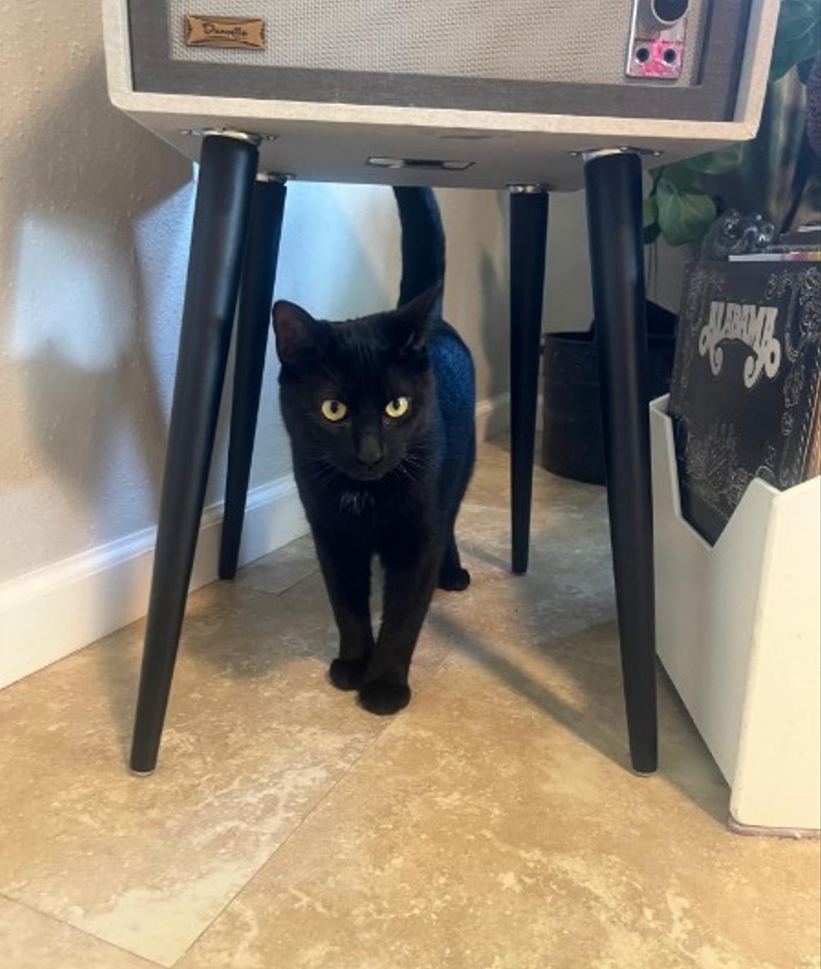 Friday, adopted, Young Male Domestic Short Hair.