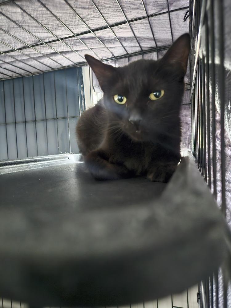 Enlarge Jacquins, a Adoptable mixed breed in West Mifflin, PA image 1/4