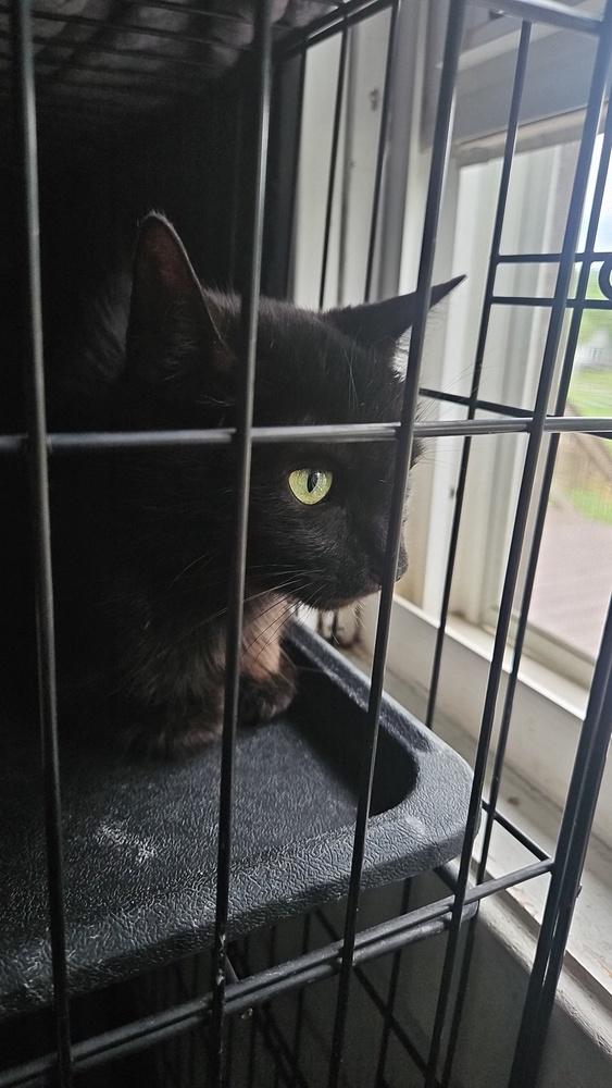 Enlarge Jacquins, a Adoptable mixed breed in West Mifflin, PA image 2/4