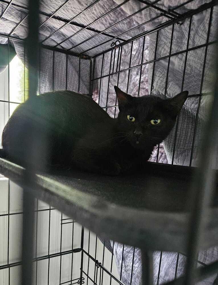 Enlarge Jacquins, a Adoptable mixed breed in West Mifflin, PA image 3/4