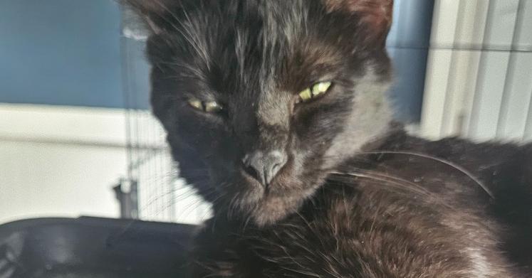 Enlarge Jacquins, a Adoptable mixed breed in West Mifflin, PA image 4/4