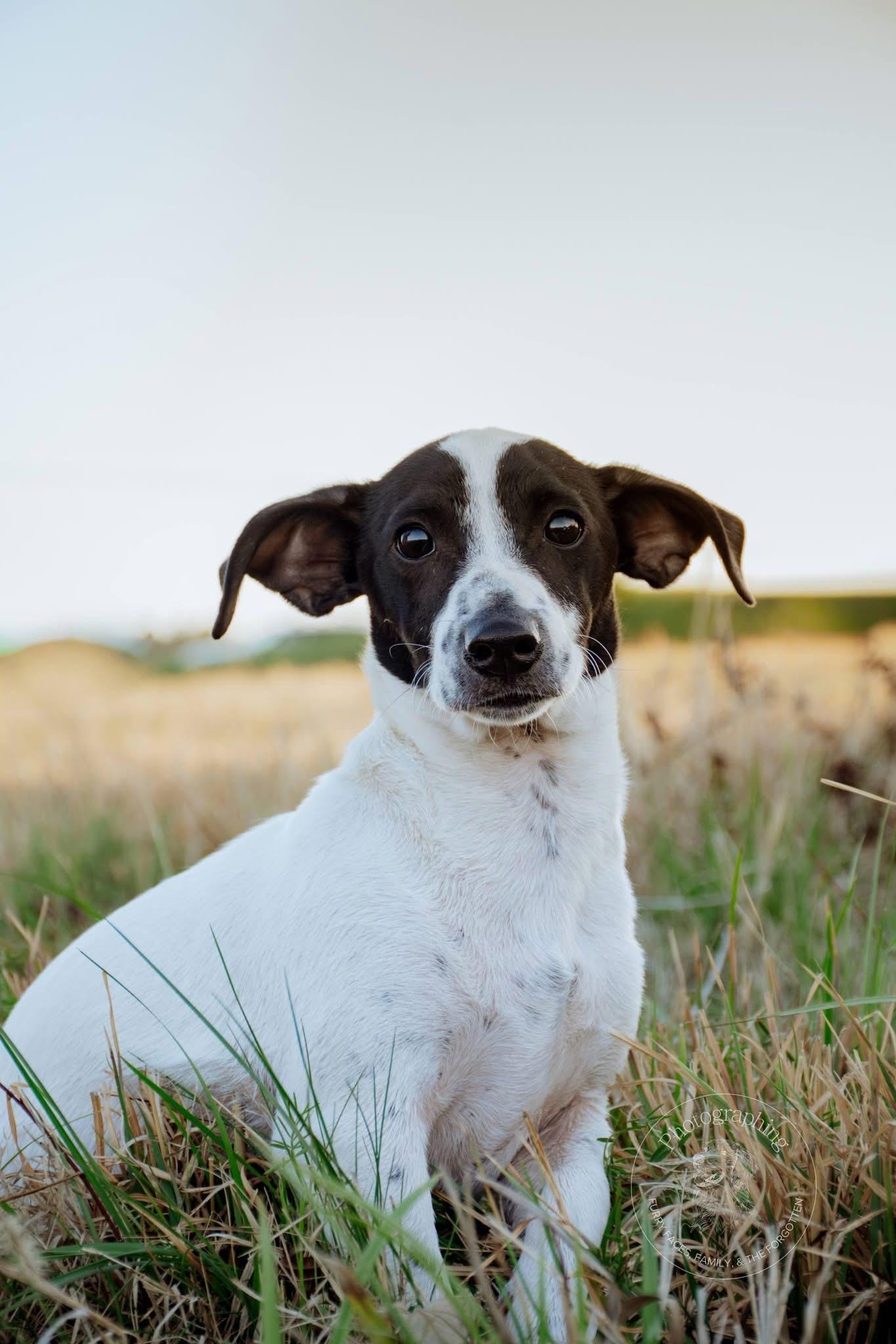 Enlarge Junior , a ADOPTABLE Jack Russell Terrier in Muldrow, OK image 1/2