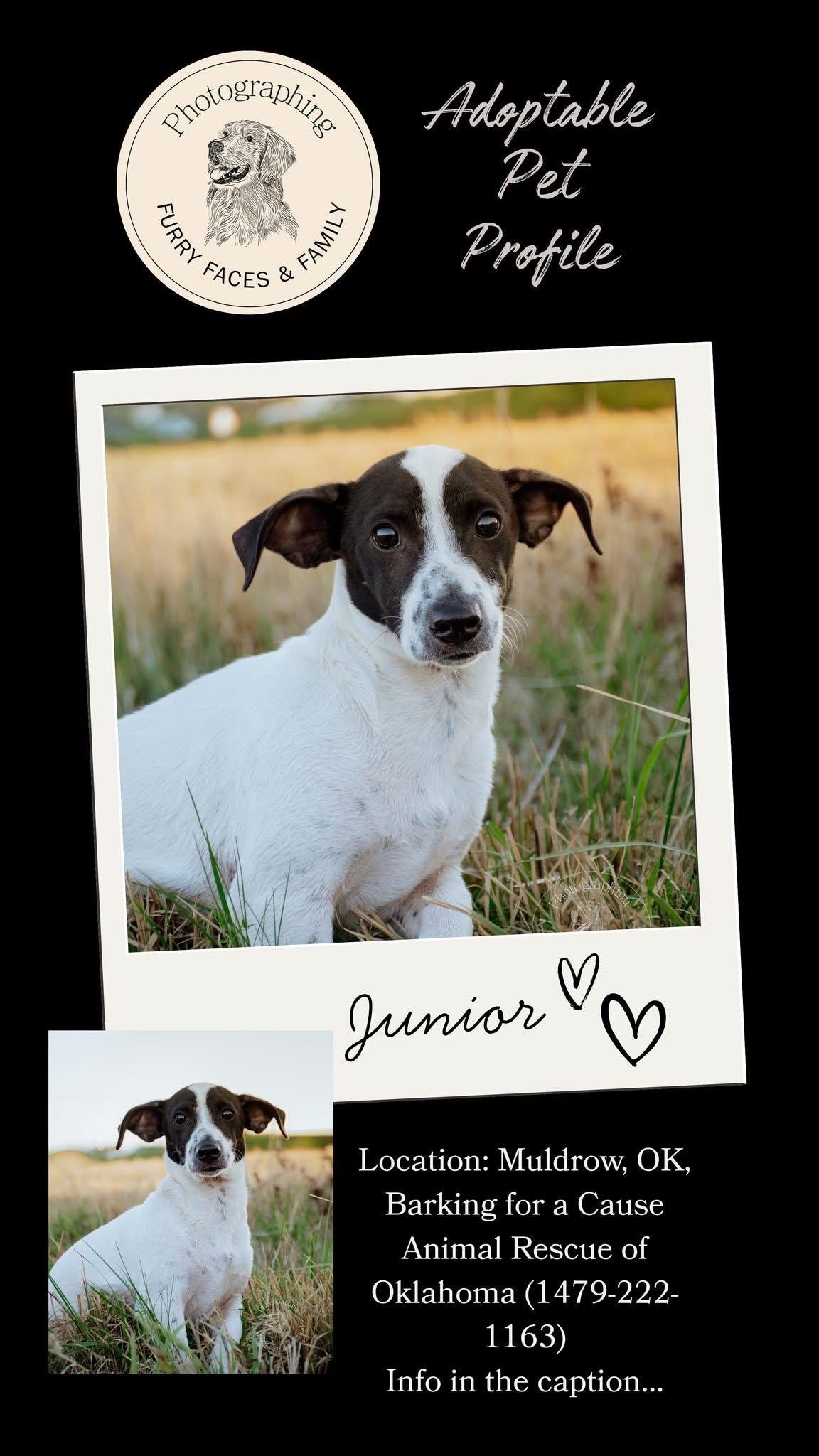 Enlarge Junior , a ADOPTABLE Jack Russell Terrier in Muldrow, OK image 2/2