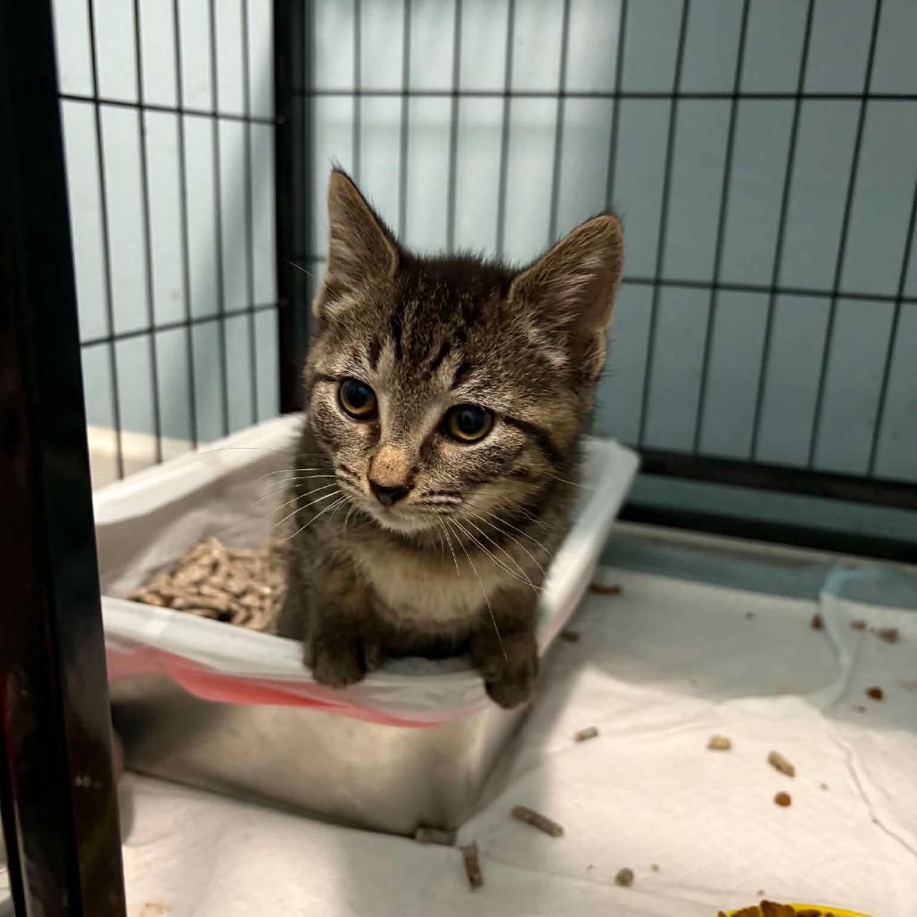 Charlotte, Adoptable, Kitten Female Domestic Short Hair.