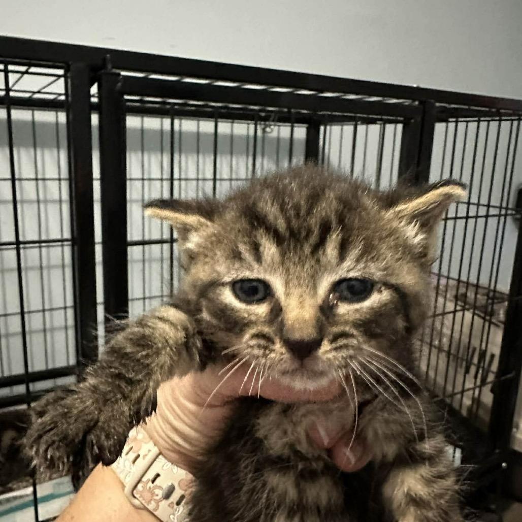 Enlarge Charlotte, a Adoptable Domestic Short Hair in Pasadena , MD image 2/2