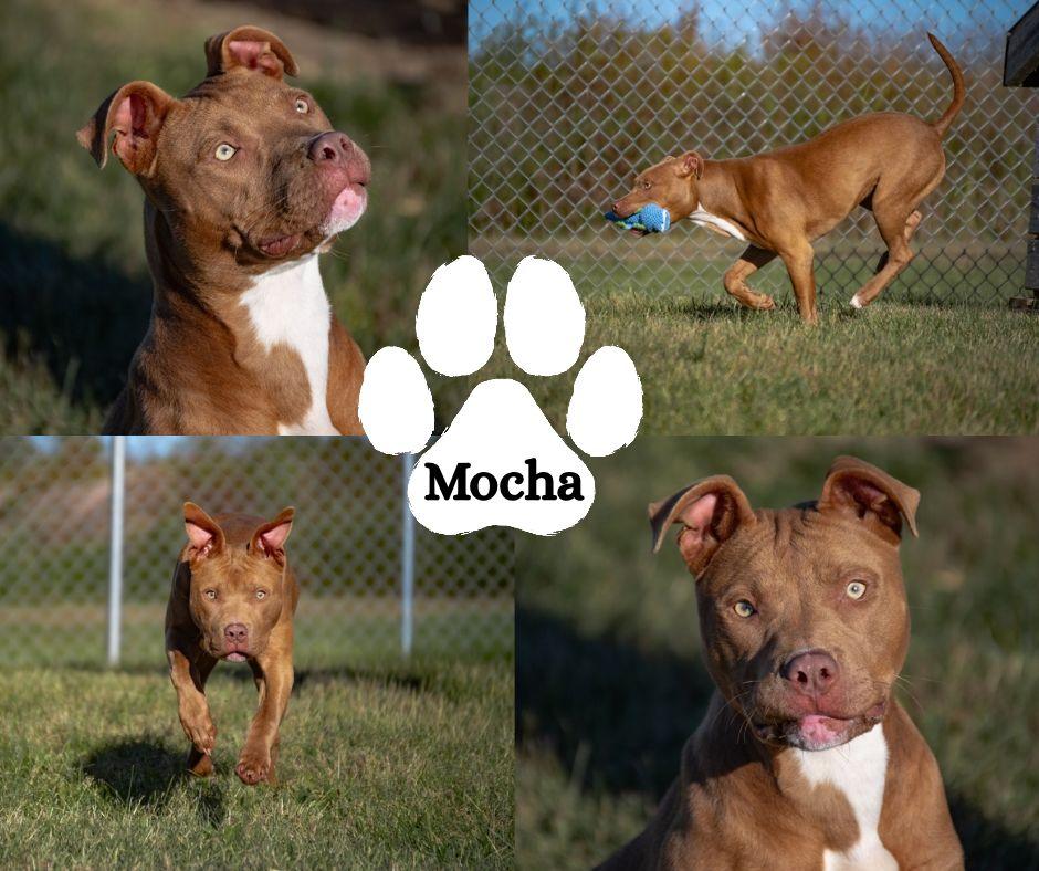 Enlarge Mocha, a Adoptable mixed breed in Winchester, KY image 1/1