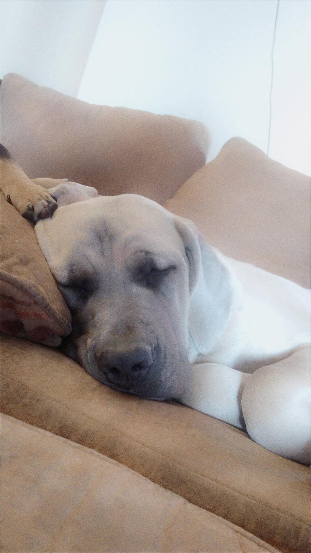 Soso, an adopted Cane Corso in Cortez, CO image 3/3