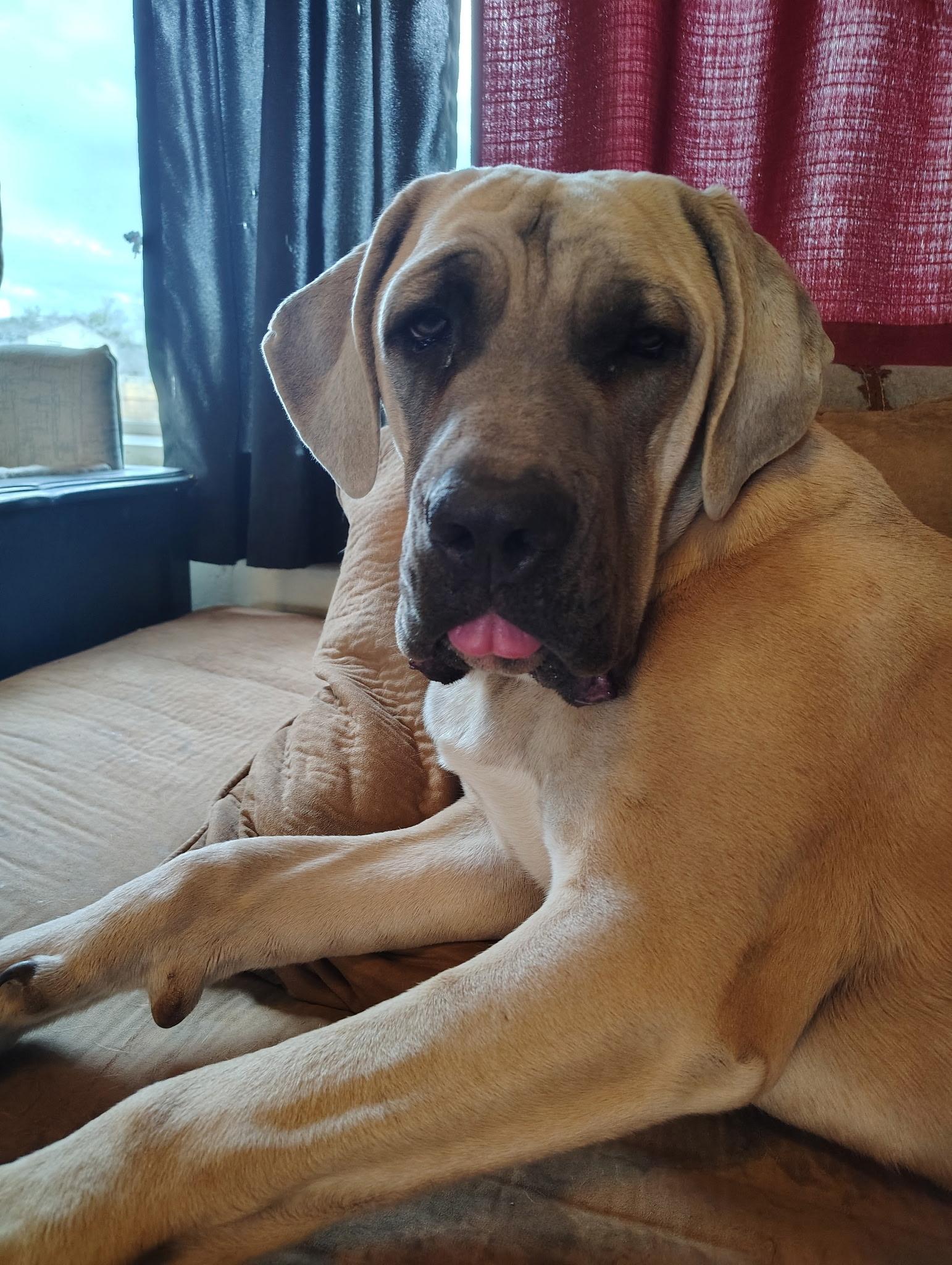 Soso, adopted, Adult Female Cane Corso.