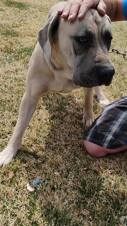 Enlarge Soso, an adopted Cane Corso in Cortez, CO video 1/3