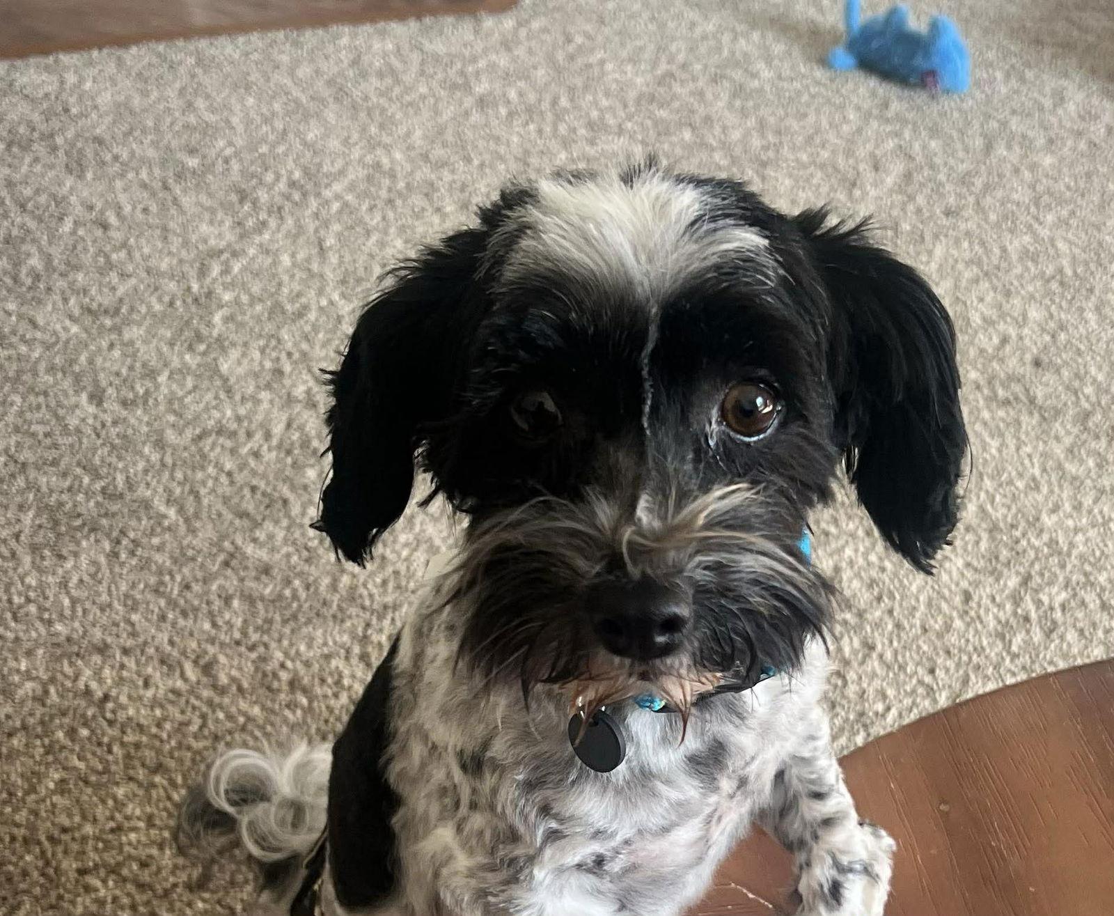 Enlarge Benedict, a Adopted Havanese in Germantown, OH image 1/3