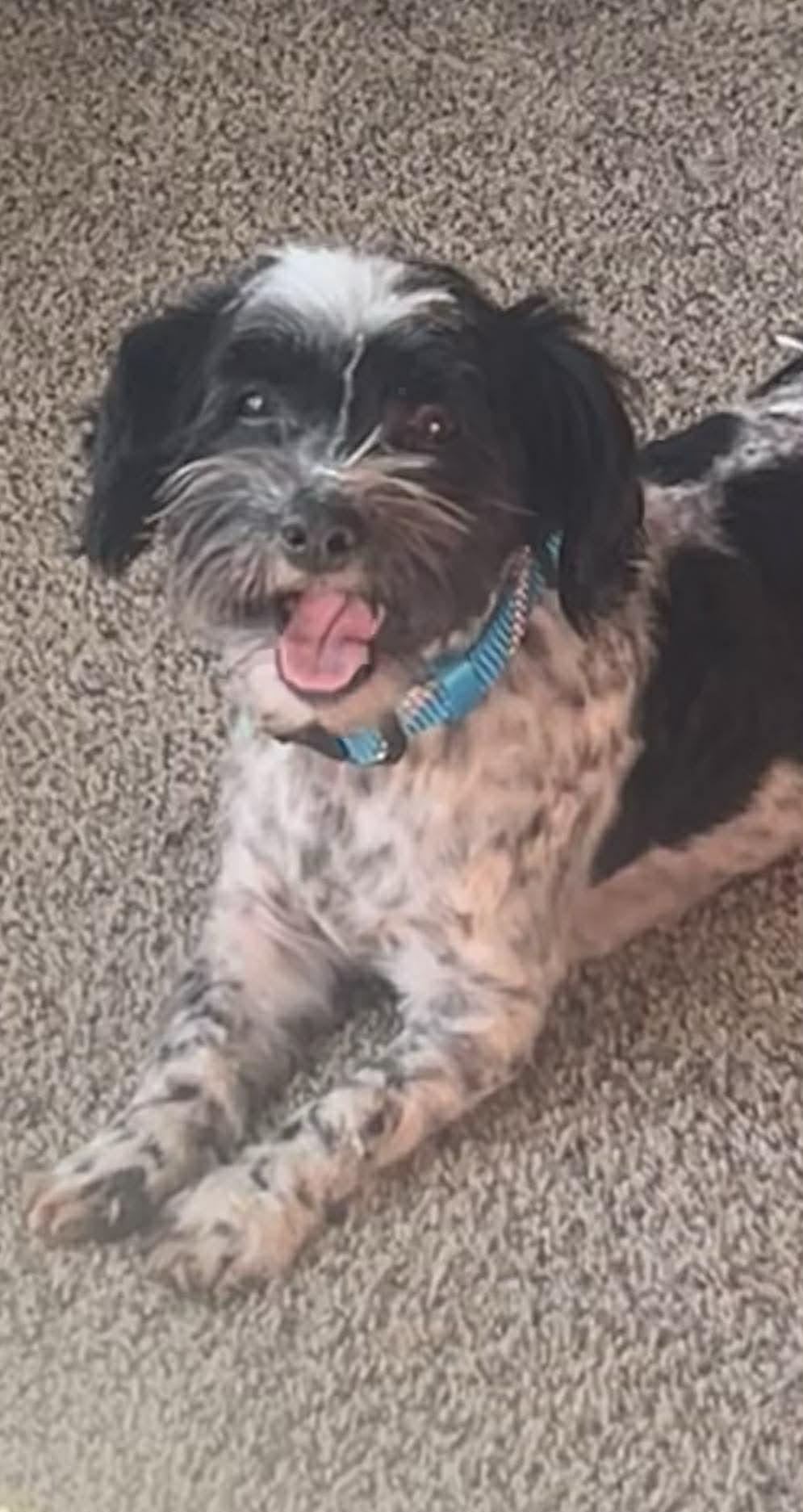 Enlarge Benedict, a Adopted Havanese in Germantown, OH image 2/3