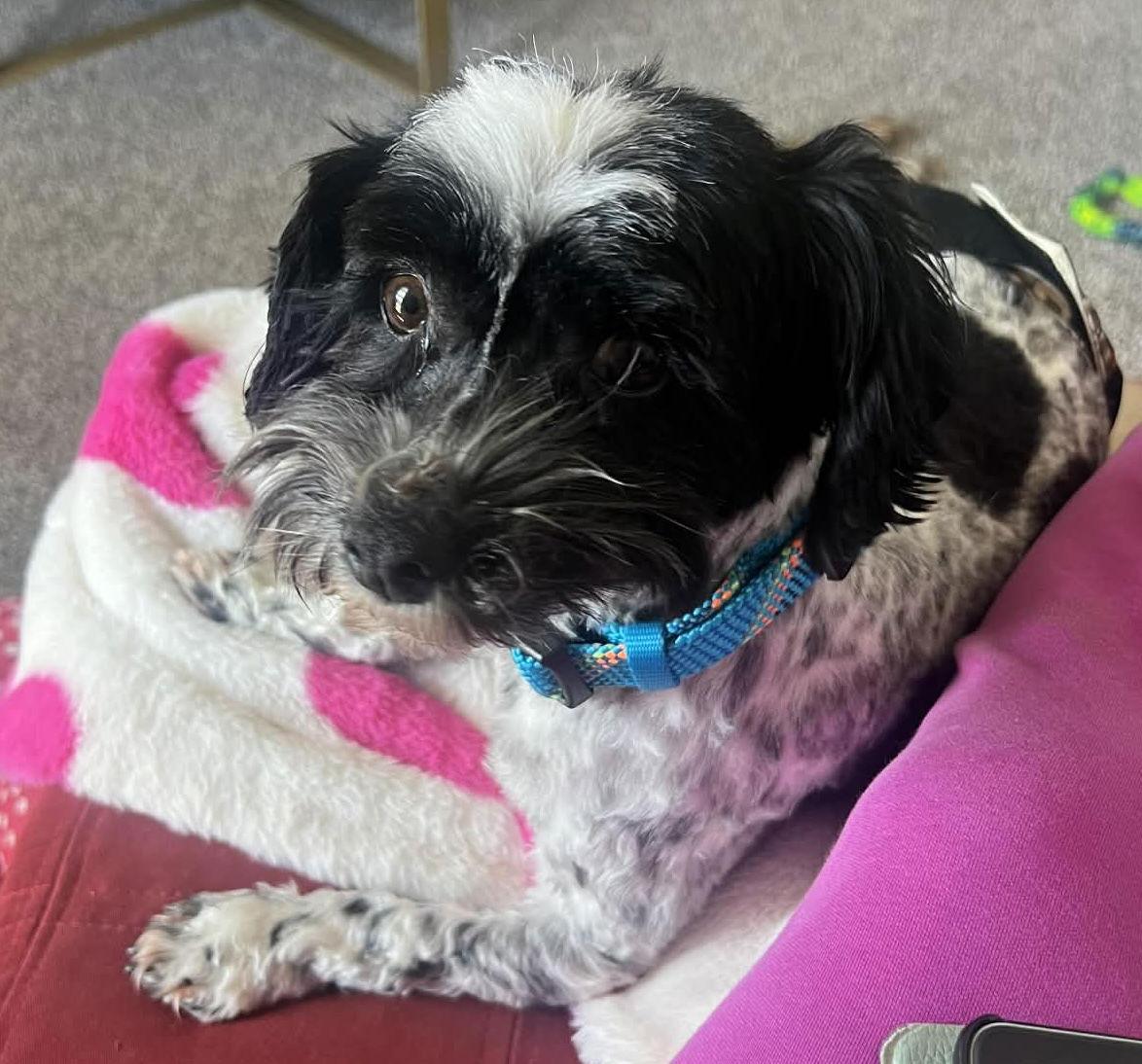 Enlarge Benedict, a Adopted Havanese in Germantown, OH image 3/3