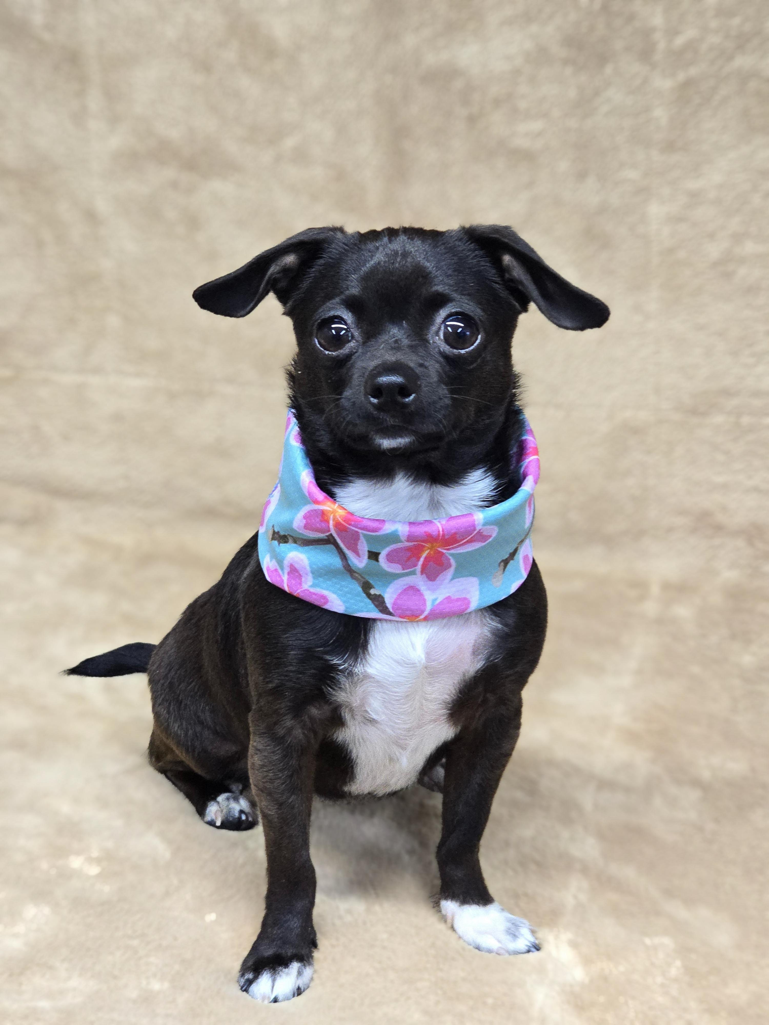 Morticia, ADOPTABLE, Young Female Chihuahua.