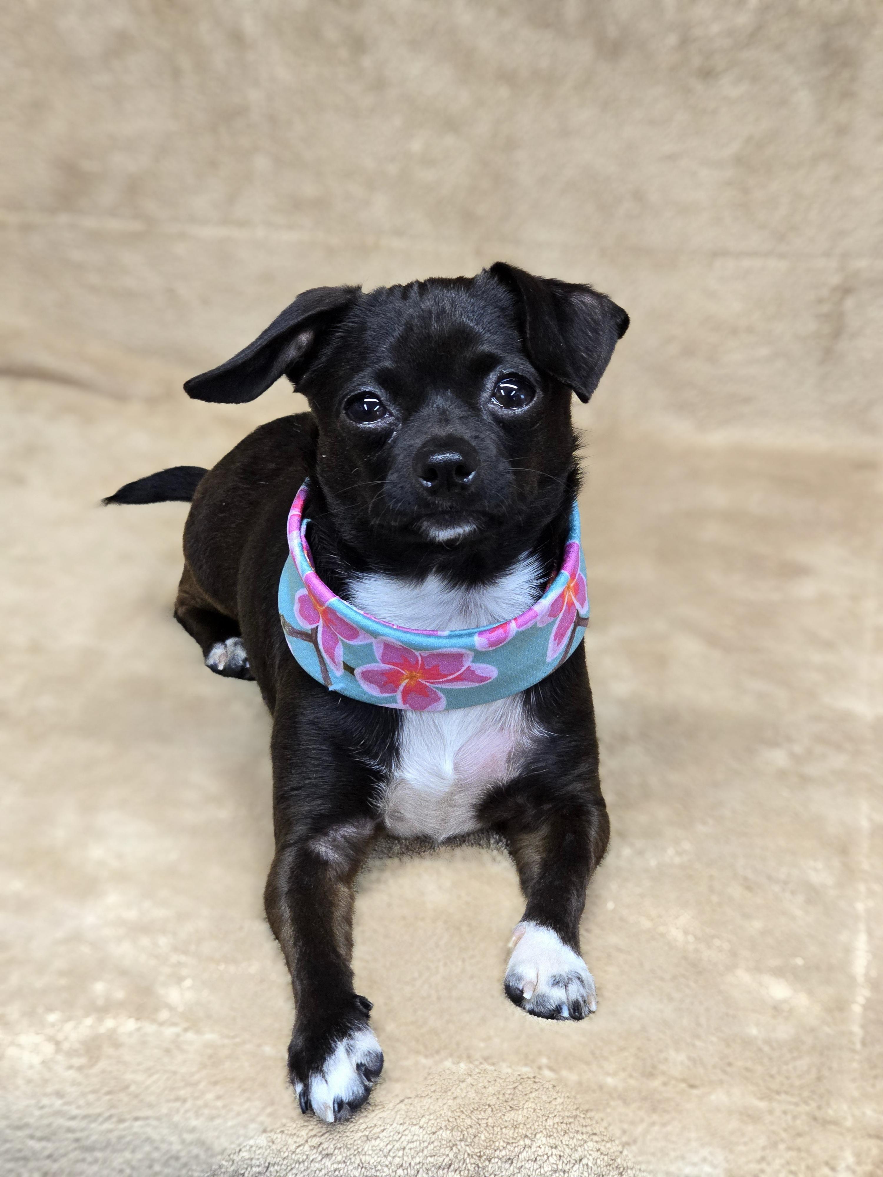 Enlarge Morticia, a ADOPTABLE Chihuahua in San Pedro, CA image 2/5