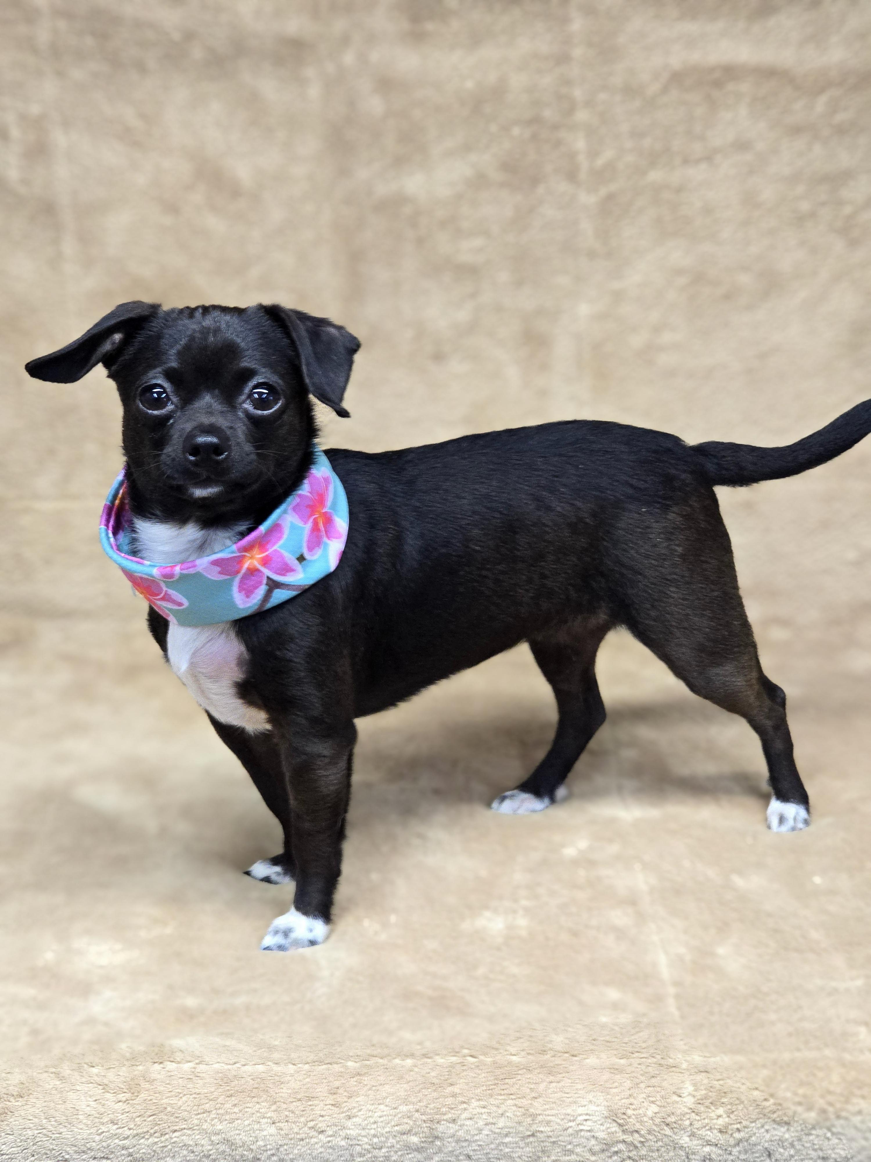 Enlarge Morticia, a ADOPTABLE Chihuahua in San Pedro, CA image 3/5