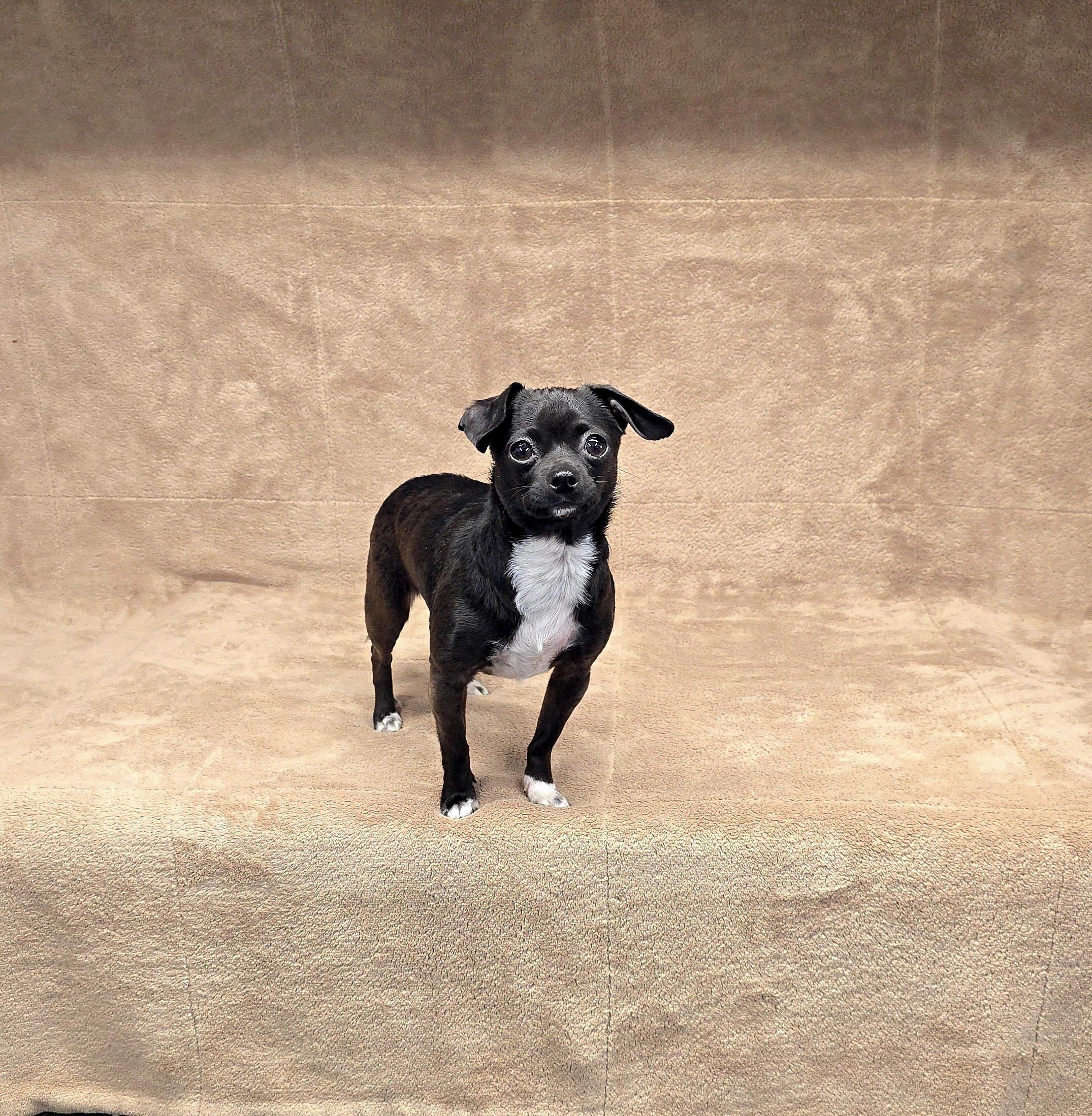Enlarge Morticia, a ADOPTABLE Chihuahua in San Pedro, CA image 4/5