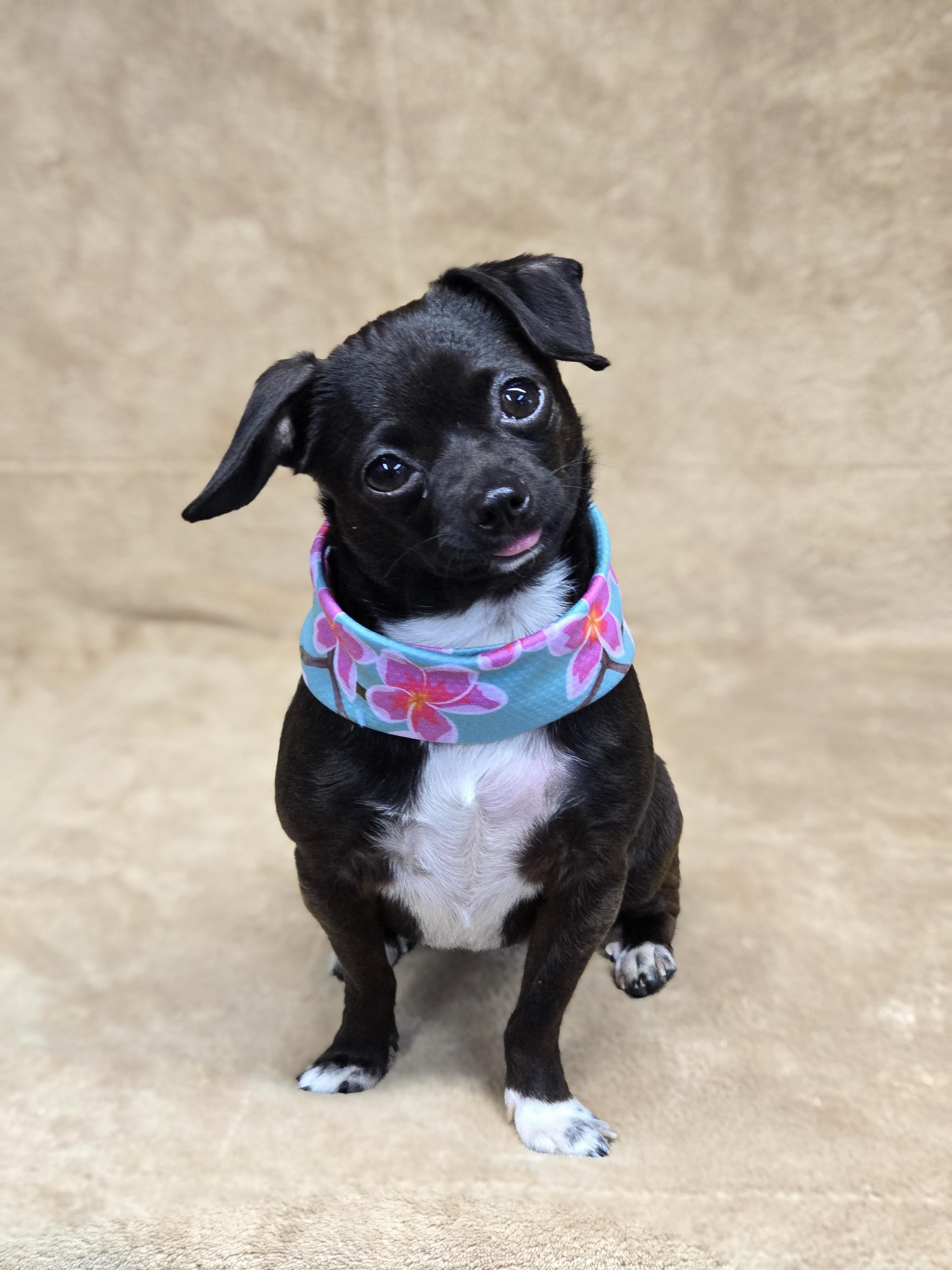 Enlarge Morticia, a ADOPTABLE Chihuahua in San Pedro, CA image 5/5