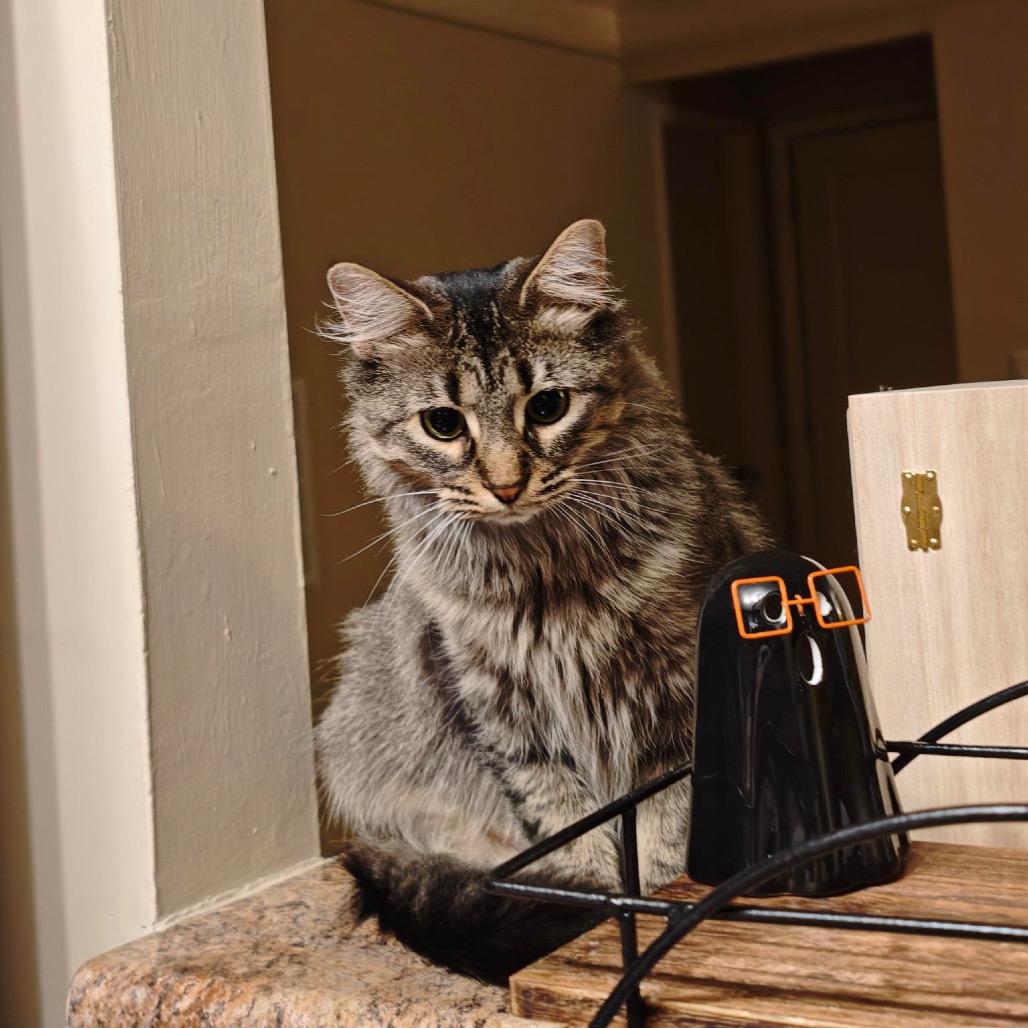 Shasta, Adoptable, Adult Female Domestic Medium Hair.