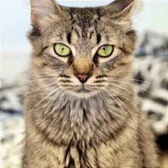 Shasta, a Adoptable Domestic Medium Hair in Chapel Hill, NC image 1/3