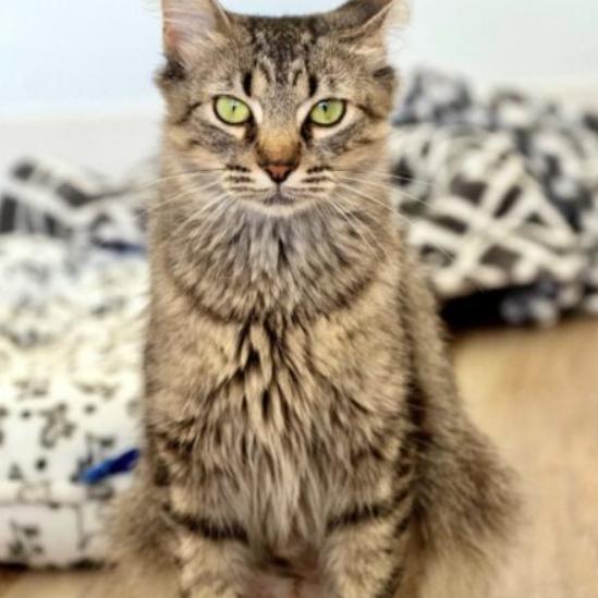Shasta, a Adoptable Domestic Medium Hair in Chapel Hill, NC image 3/6