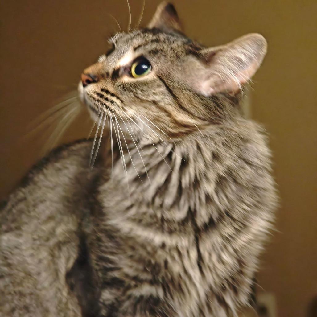 Shasta, a Adoptable Domestic Medium Hair in Chapel Hill, NC image 4/6