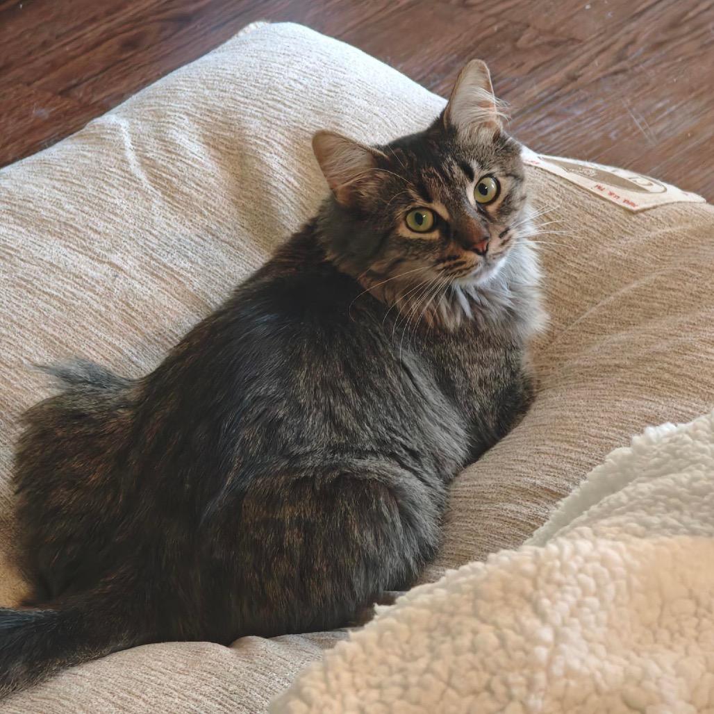 Shasta, a Adoptable Domestic Medium Hair in Chapel Hill, NC image 5/6