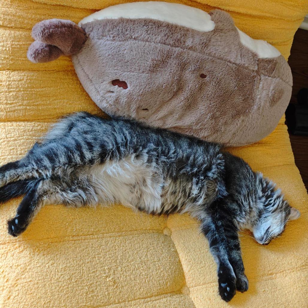 Shasta, a Adoptable Domestic Medium Hair in Chapel Hill, NC image 6/6