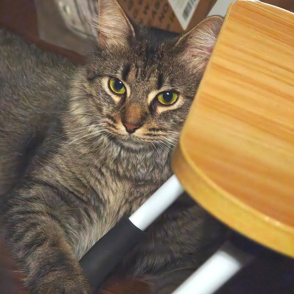 Shasta, a Adoptable Domestic Medium Hair in Chapel Hill, NC image 3/3