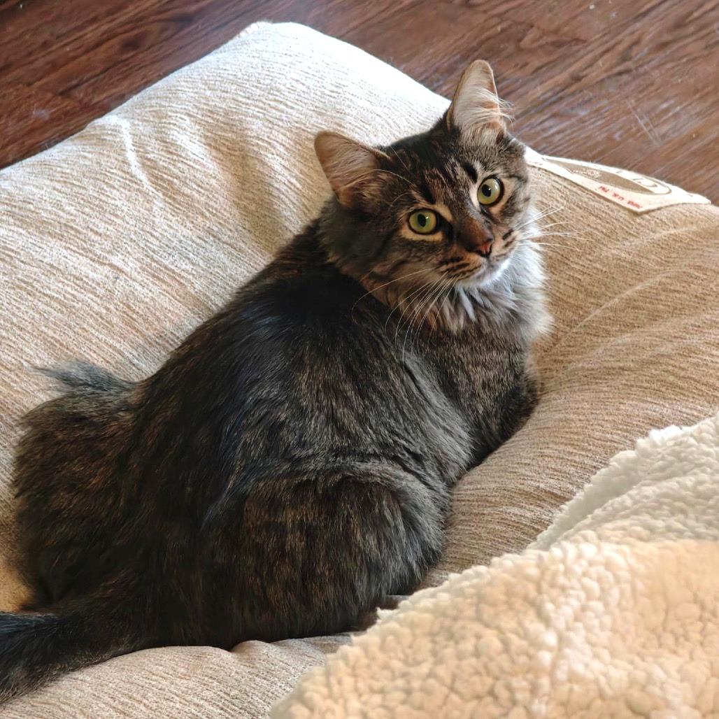 Enlarge Shasta, a Adoptable Domestic Medium Hair in Chapel Hill, NC image 6/6