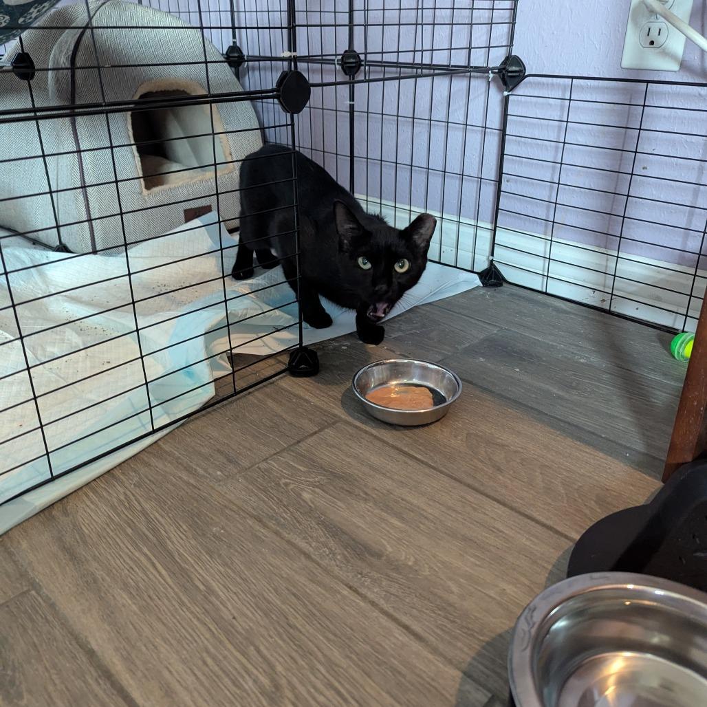 Enlarge Sweet Pea, a Adoptable Domestic Short Hair in Newcastle, OK image 1/3
