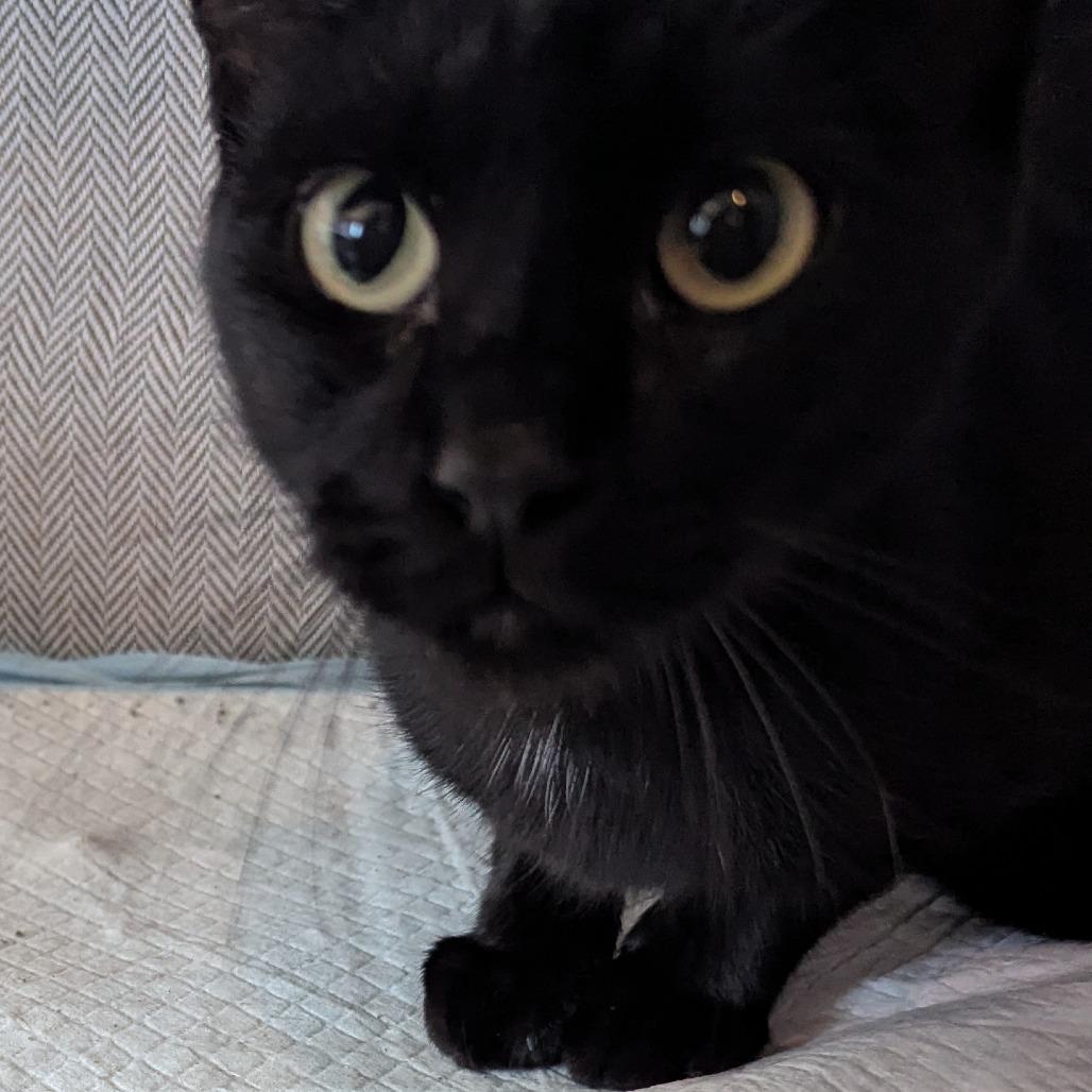 Enlarge Sweet Pea, a Adoptable Domestic Short Hair in Newcastle, OK image 2/3