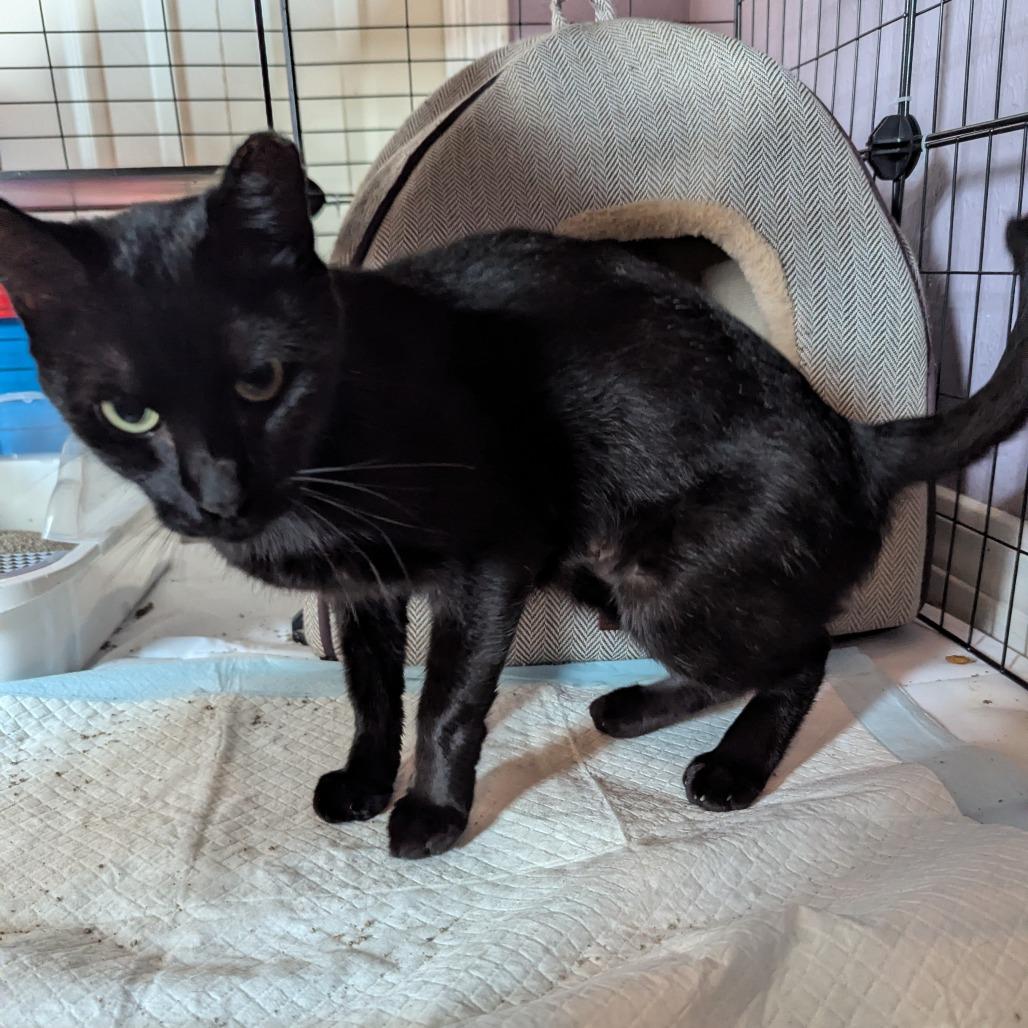 Enlarge Sweet Pea, a Adoptable Domestic Short Hair in Newcastle, OK image 3/3