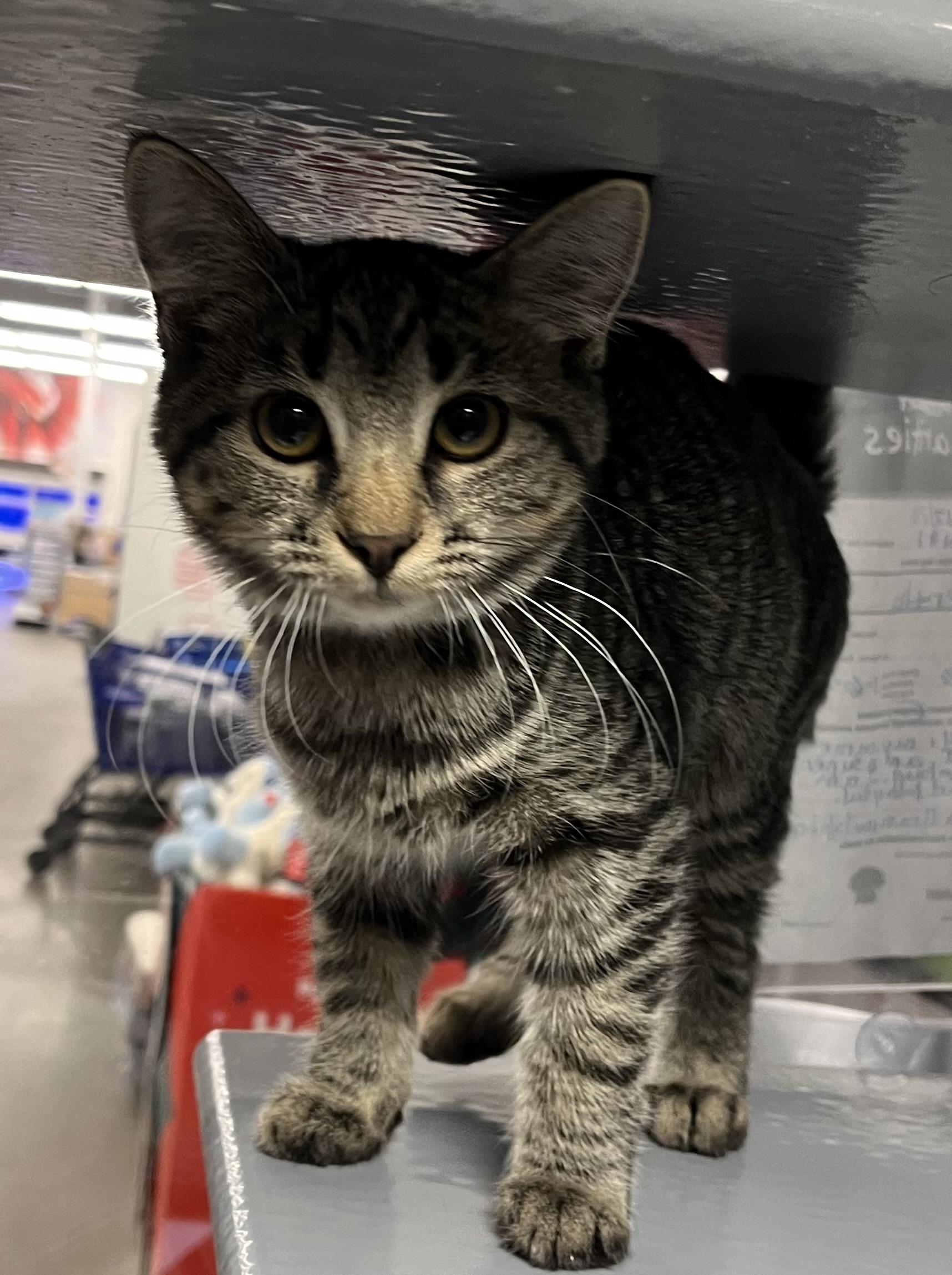 Bertha, adopted, Young Female Domestic Short Hair.