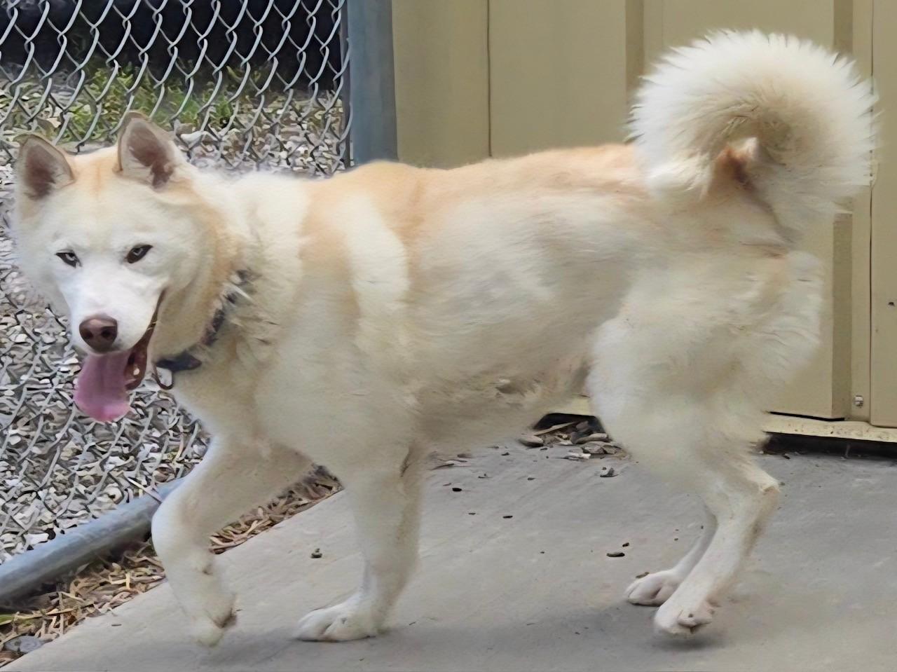 Enlarge Yurek, a Adoptable Siberian Husky in Lockport, IL image 2/4