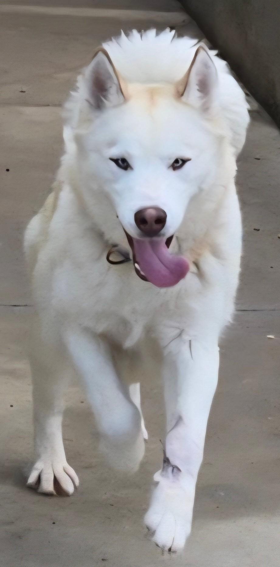 Yurek, Adoptable, Young Male Siberian Husky.